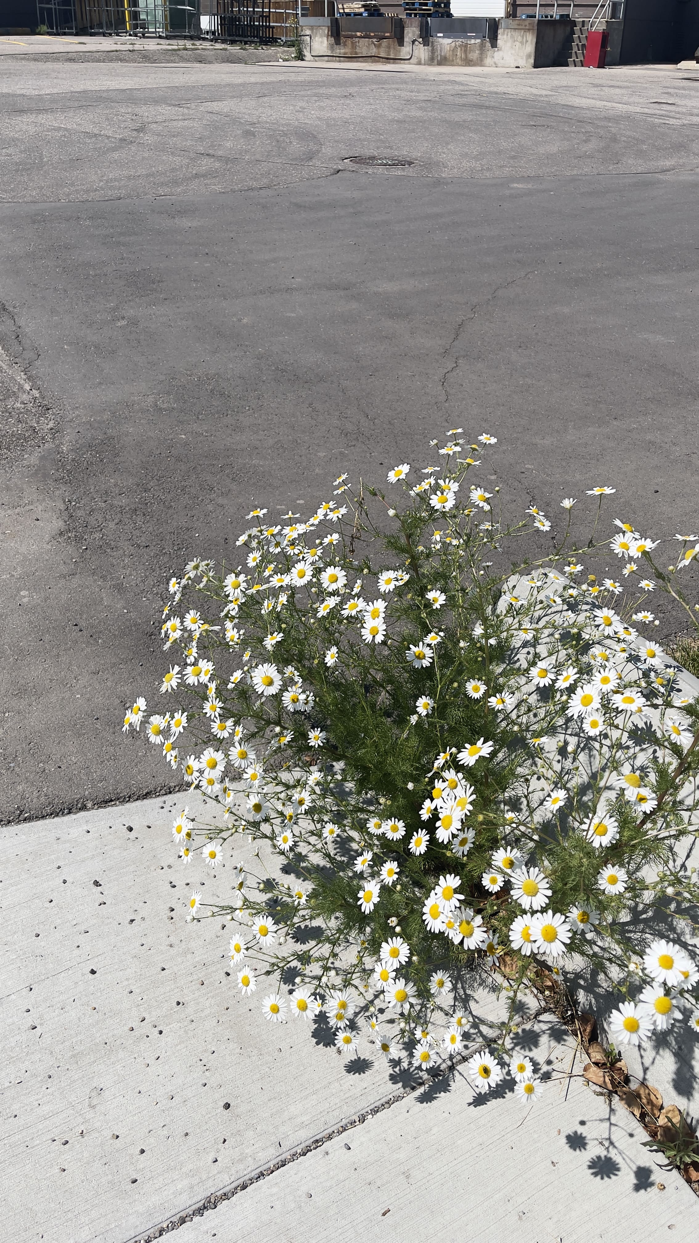 image17
